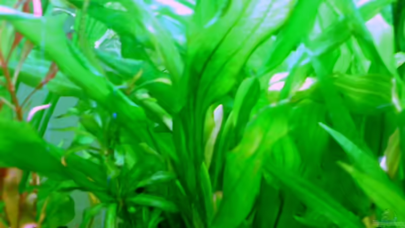 Pflanzen im Aquarium Becken 5064 von Tom Prpic (11)