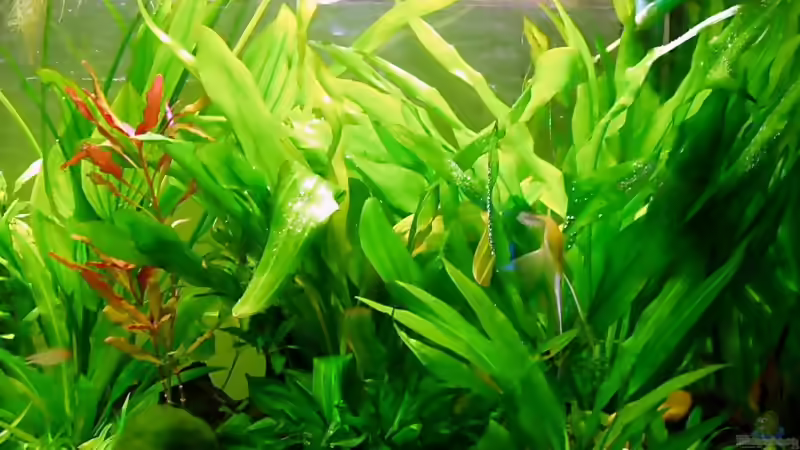 Pflanzen im Aquarium Becken 5064 von Tom Prpic (5)