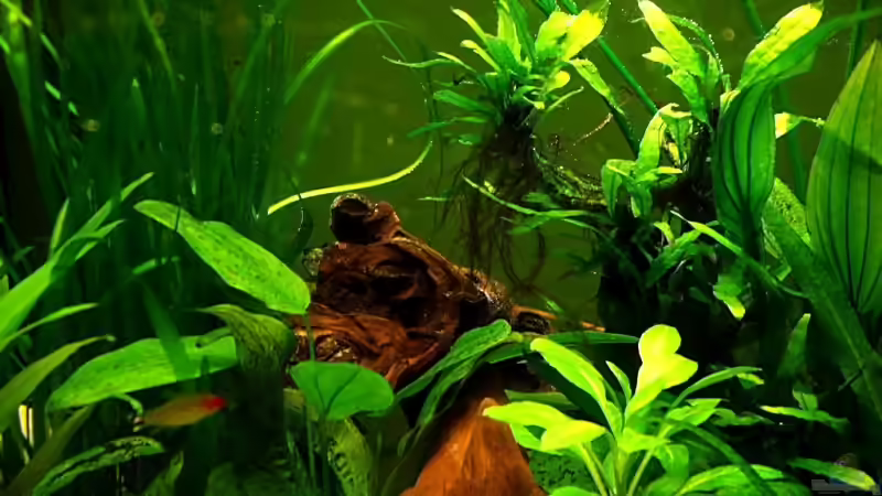 Pflanzen im Aquarium Becken 5064 von Tom Prpic (6)