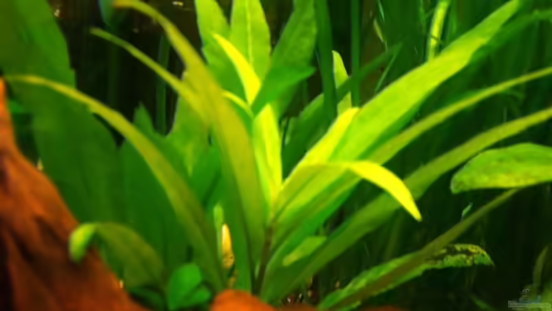 Pflanzen im Aquarium Becken 5064 von Tom Prpic (7)