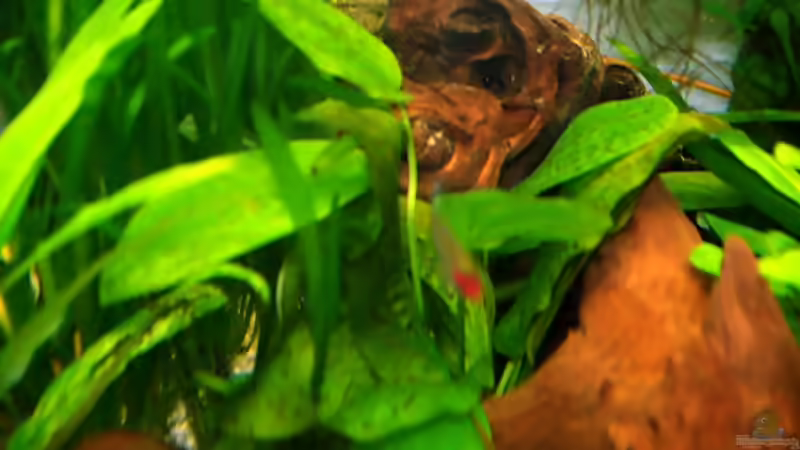 Pflanzen im Aquarium Becken 5064 von Tom Prpic (8)