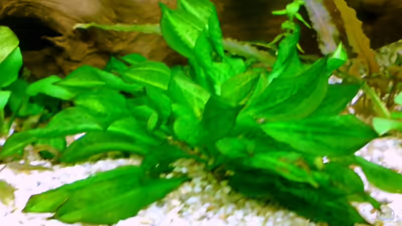 Pflanzen im Aquarium Becken 5064 von Tom Prpic (9)