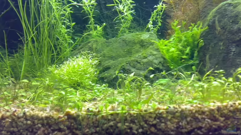 Pflanzen im Aquarium Becken 5078 von David Nachtweih (4)