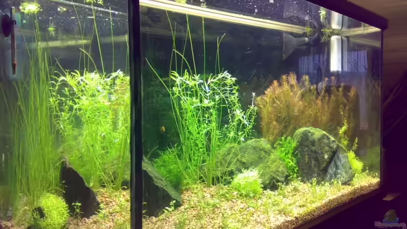 Pflanzen im Aquarium Becken 5078 von David Nachtweih (5)