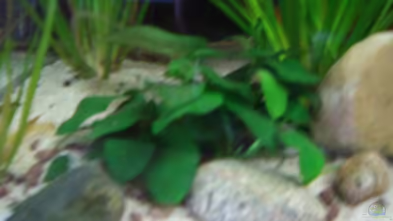 Pflanzen im Aquarium Becken 5092 von Johannes (10)