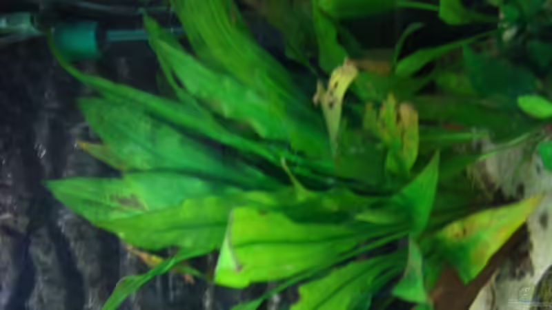 Pflanzen im Aquarium Becken 5092 von Johannes (9)