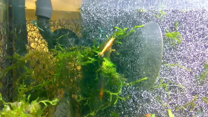 Pflanzen im Aquarium Becken 5103 von David Nachtweih (3)