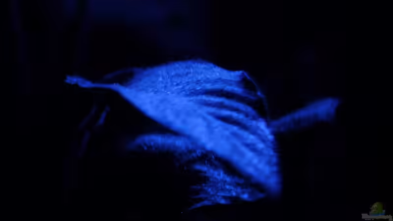 Pflanzen im Aquarium Becken 5110 von maggo 28 (14)