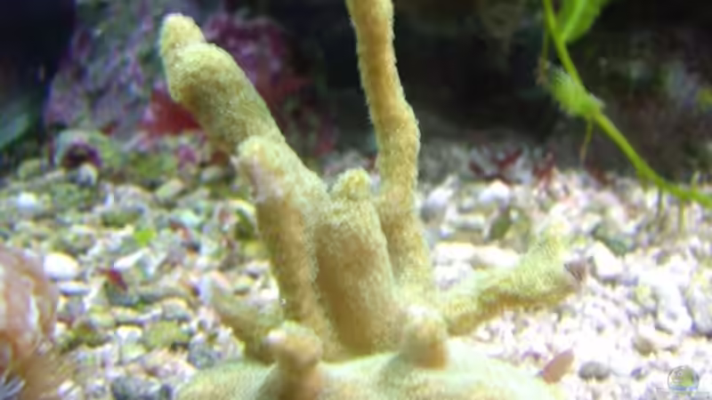 Pflanzen im Aquarium Becken 5130 von Andre Kian (5)