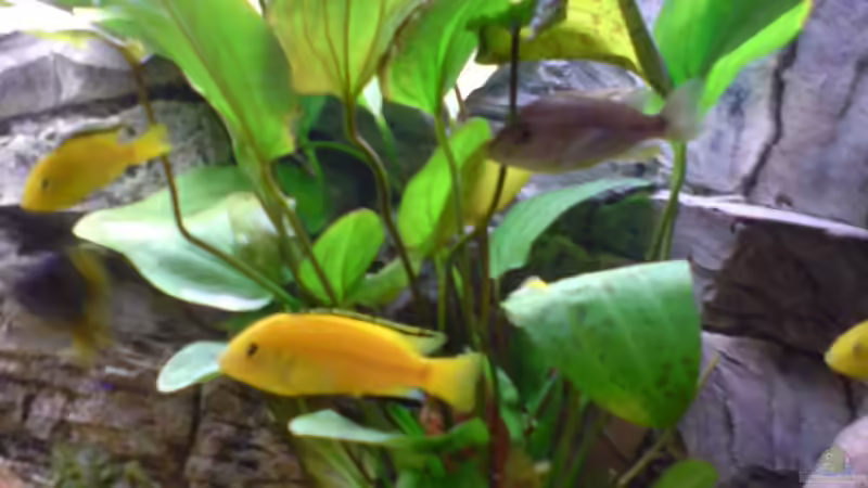 Pflanzen im Aquarium Becken 5146 von Astralo (3)