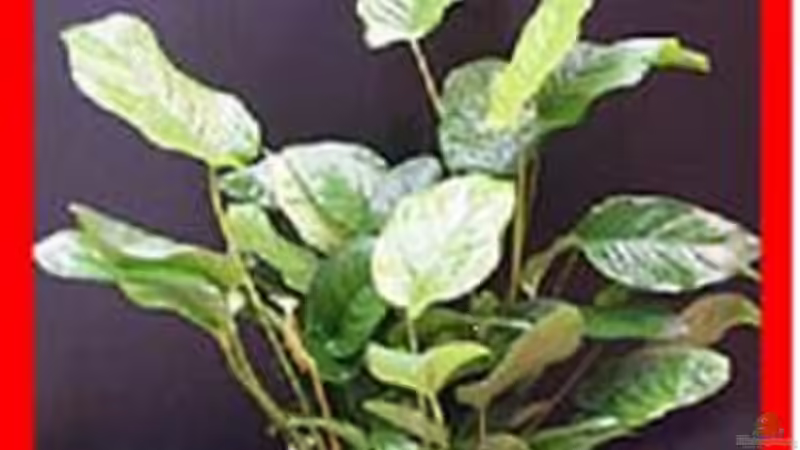 Pflanzen im Aquarium Becken 515 von Marc Weise (6)