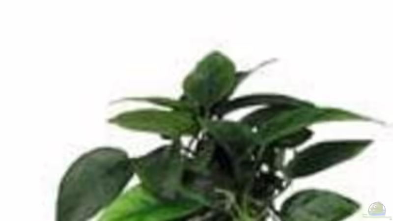 Pflanzen im Aquarium Becken 515 von Marc Weise (8)