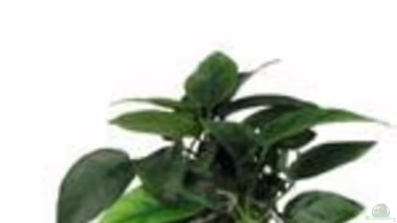 Pflanzen im Aquarium Becken 516 von Manuela Schmidt & Marc Weise (10)