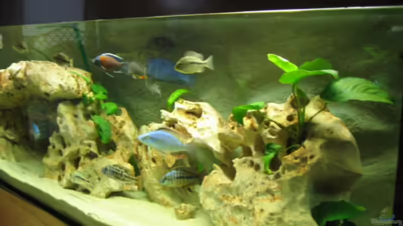 Pflanzen im Aquarium Becken 5165 von Thomas Leeb (3)