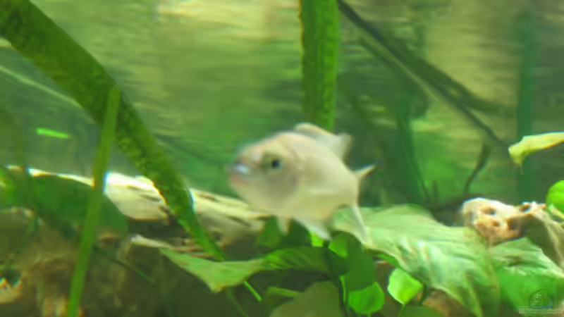 Pflanzen im Aquarium Becken 5165 von Thomas Leeb (4)