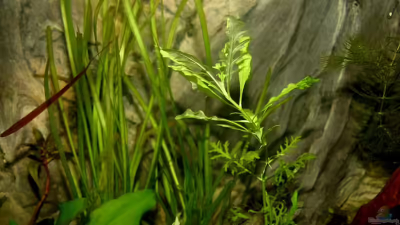 Pflanzen im Aquarium Becken 5180 von Martin Orendi (4)