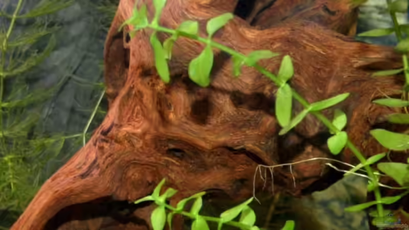 Pflanzen im Aquarium Becken 5180 von Martin Orendi (5)