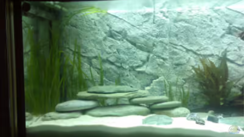 Pflanzen im Aquarium Becken 5182 von Alexander Kuhnhardt (6)