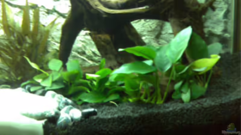 Pflanzen im Aquarium Becken 5182 von Alexander Kuhnhardt (7)