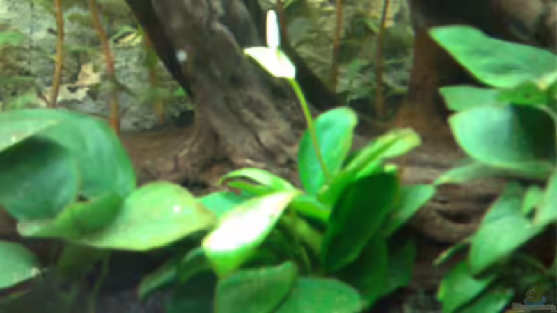 Pflanzen im Aquarium Becken 5182 von Alexander Kuhnhardt (8)