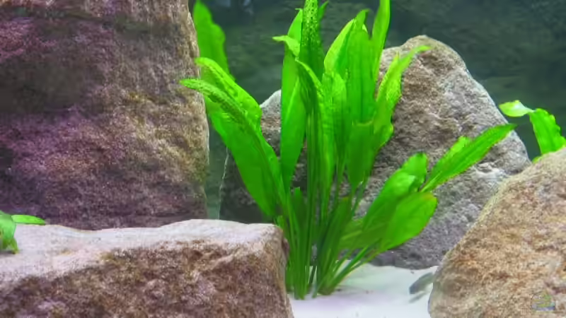 Pflanzen im Aquarium Becken 5255 von Anja und Ingo Hermes (6)