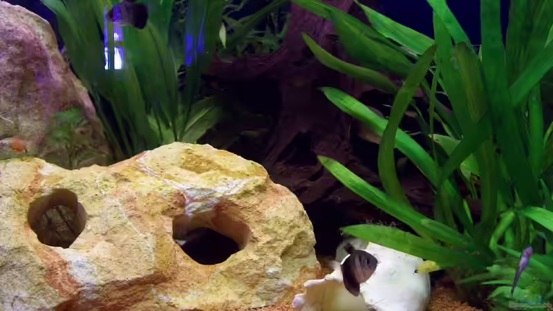 Pflanzen im Aquarium Becken 5272 von Andreas Schneider (4)