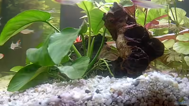 Pflanzen im Aquarium Becken 5274 von Matthias Schuster (6)