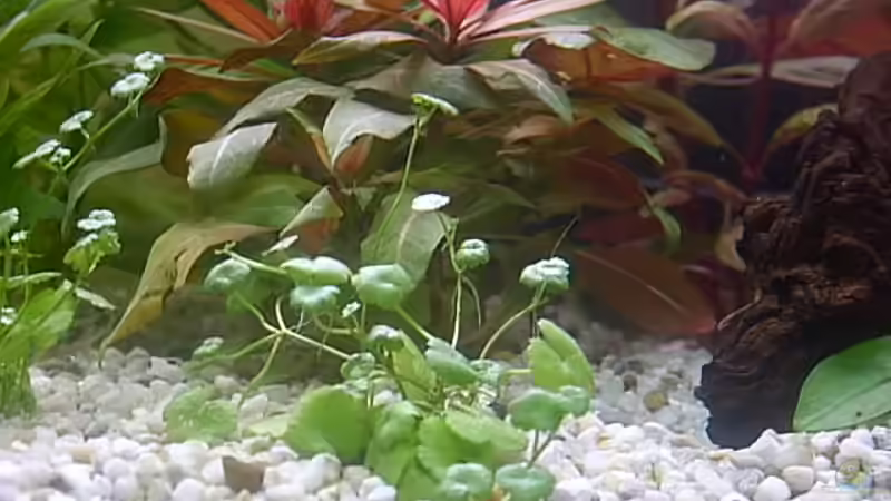 Pflanzen im Aquarium Becken 5274 von Matthias Schuster (7)