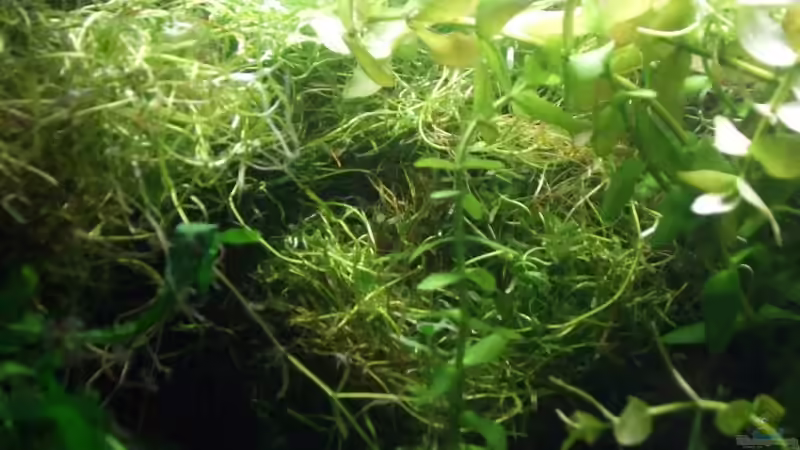 Pflanzen im Aquarium Becken 5331 von Miriam Burg (3)