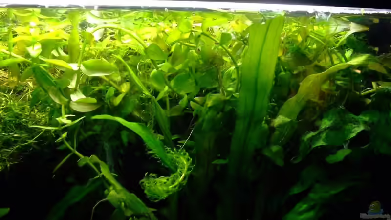 Pflanzen im Aquarium Becken 5331 von Miriam Burg (4)