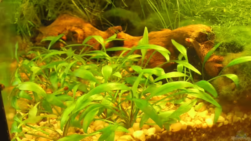 Pflanzen im Aquarium Becken 5339 von Christian Berger (7)