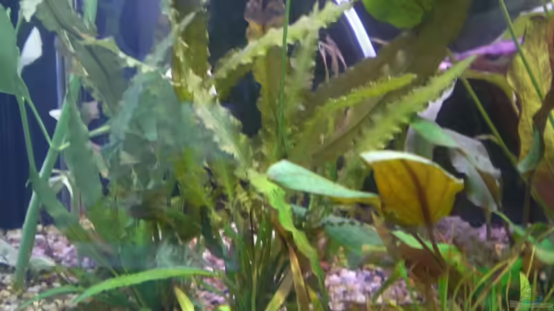 Pflanzen im Aquarium Becken 5351 von Rene´ Jockwer (10)