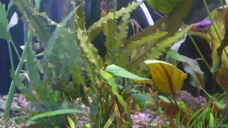 Pflanzen im Aquarium Becken 5351 von Rene´ Jockwer (11)