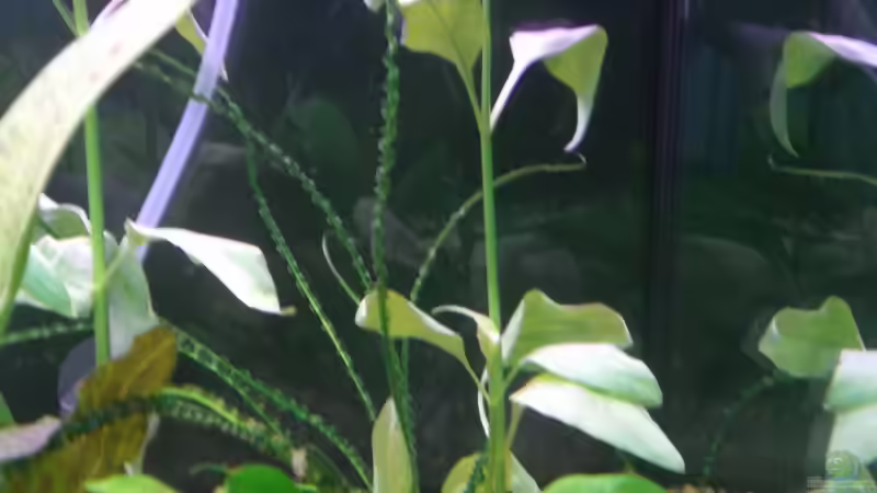 Pflanzen im Aquarium Becken 5351 von Rene´ Jockwer (12)