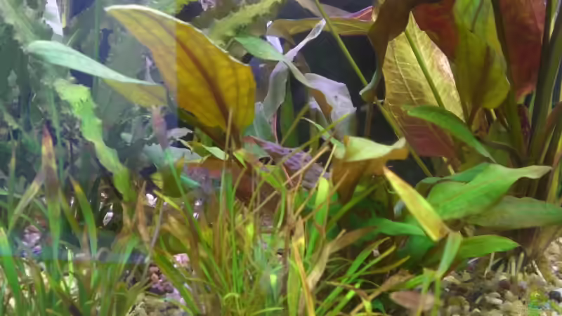 Pflanzen im Aquarium Becken 5351 von Rene´ Jockwer (13)