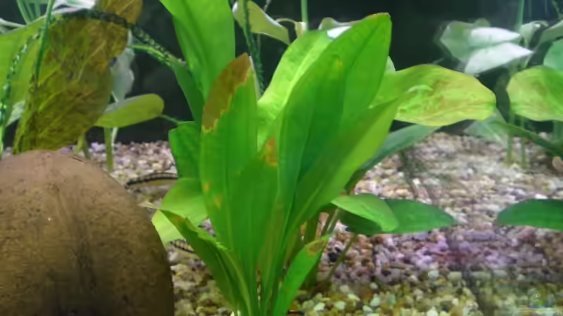 Pflanzen im Aquarium Becken 5351 von Rene´ Jockwer (6)