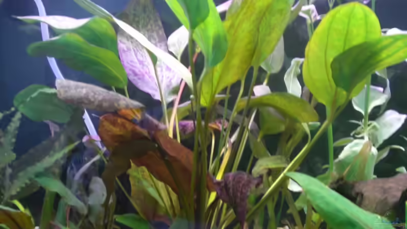 Pflanzen im Aquarium Becken 5351 von Rene´ Jockwer (9)