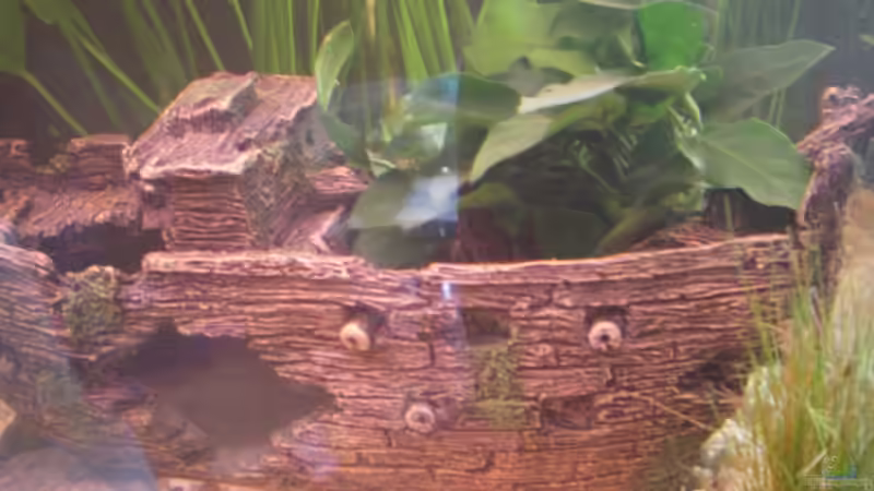 Pflanzen im Aquarium Becken 5430 von Thomas Weißleder (3)