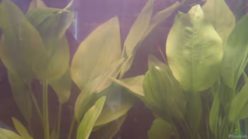 Pflanzen im Aquarium Becken 5430 von Thomas Weißleder (4)