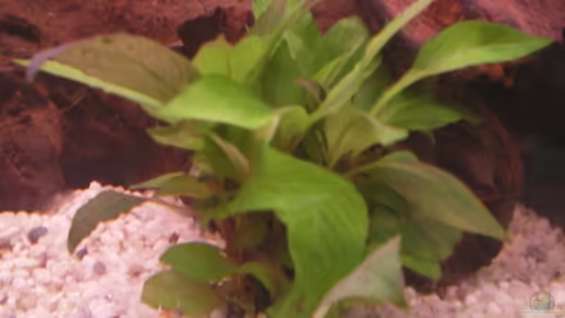 Pflanzen im Aquarium Becken 5430 von Thomas Weißleder (6)