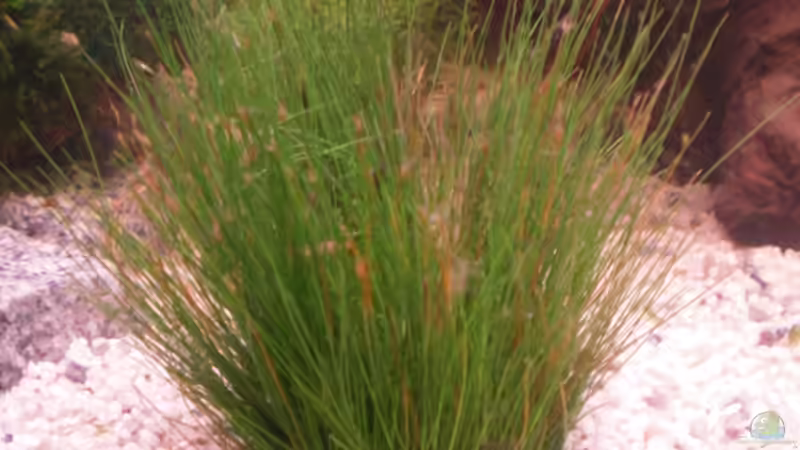 Pflanzen im Aquarium Becken 5430 von Thomas Weißleder (8)