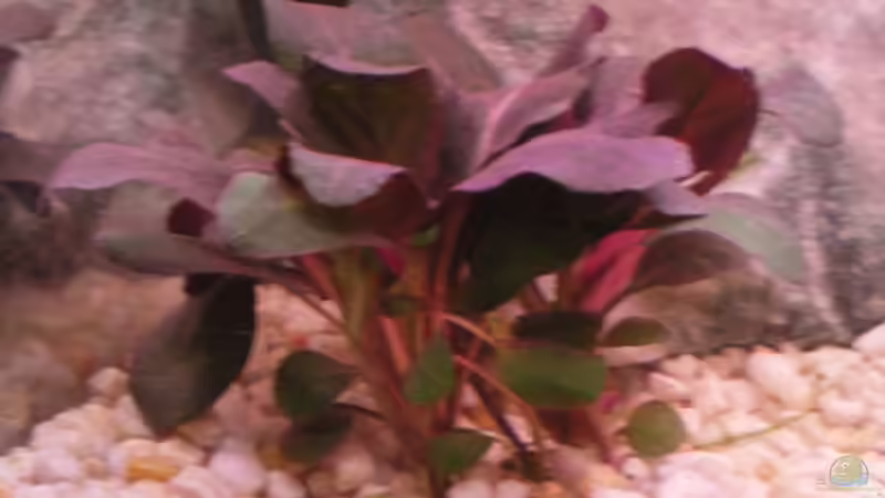 Pflanzen im Aquarium Becken 5430 von Thomas Weißleder (9)