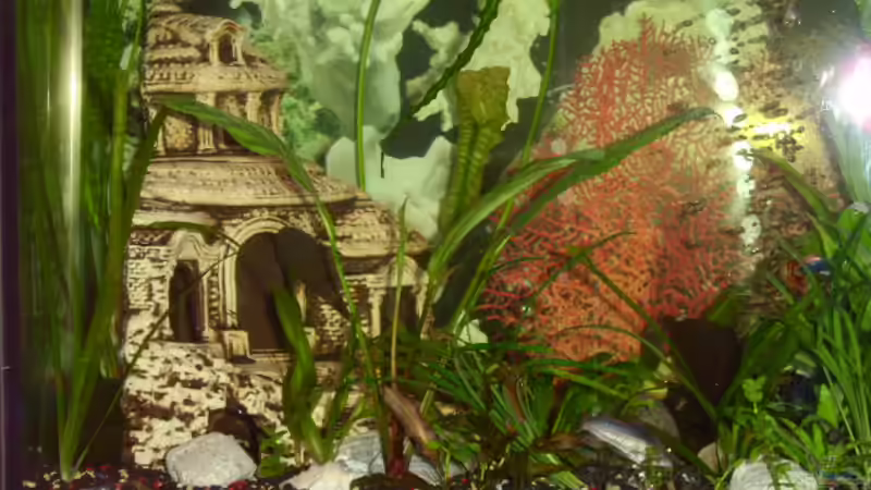 Pflanzen im Aquarium Becken 5437 von Viola Kozur (3)