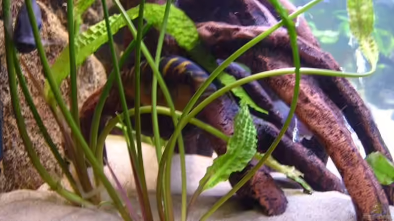 Pflanzen im Aquarium Becken 5482 von Marion Goike (3)