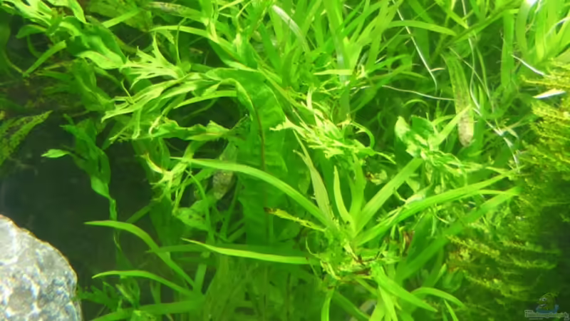 Pflanzen im Aquarium Becken 5552 von Christiane Feldmann (18)