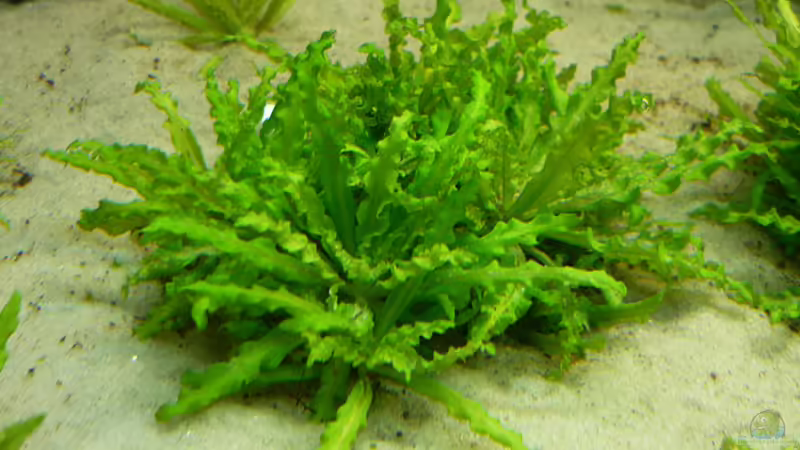 Pflanzen im Aquarium Becken 5552 von Christiane Feldmann (19)