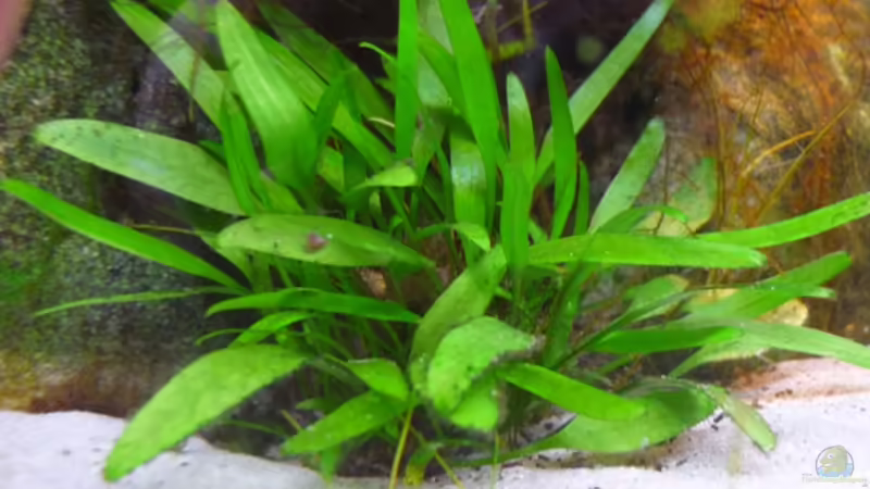 Pflanzen im Aquarium Becken 5552 von Christiane Feldmann (21)