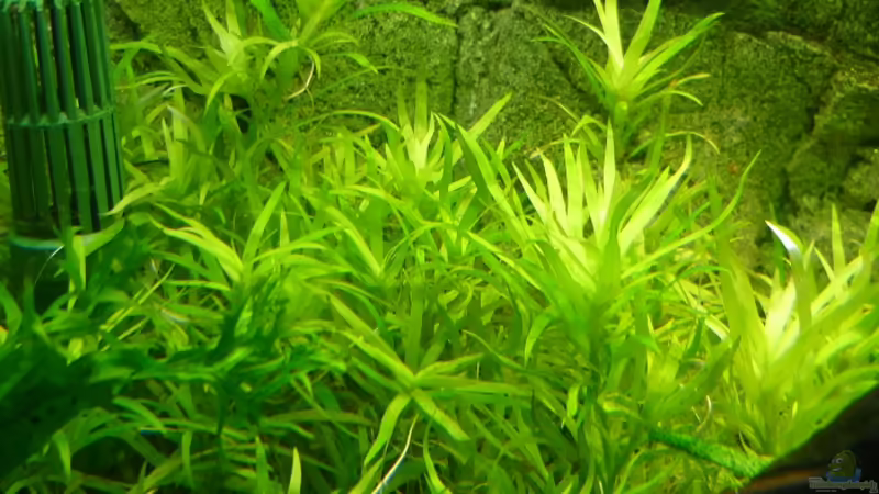 Pflanzen im Aquarium Becken 5552 von Christiane Feldmann (24)