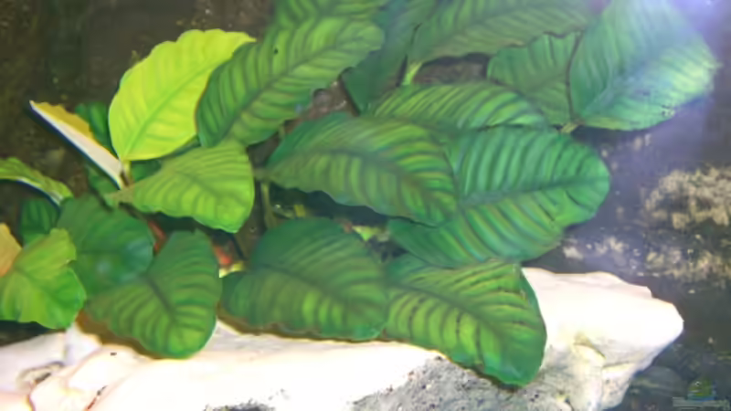 Pflanzen im Aquarium Becken 5568 von Dominic Zuccarelli (8)