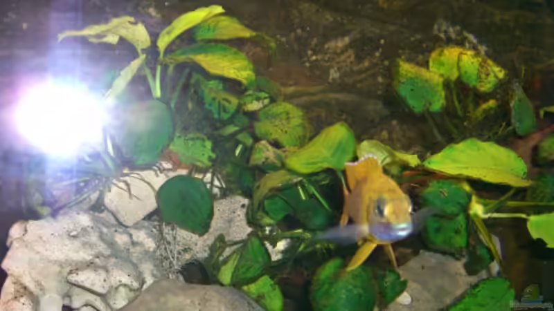 Pflanzen im Aquarium Becken 5568 von Dominic Zuccarelli (9)